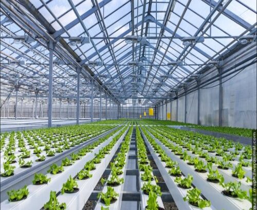 hydroponic Agriculture