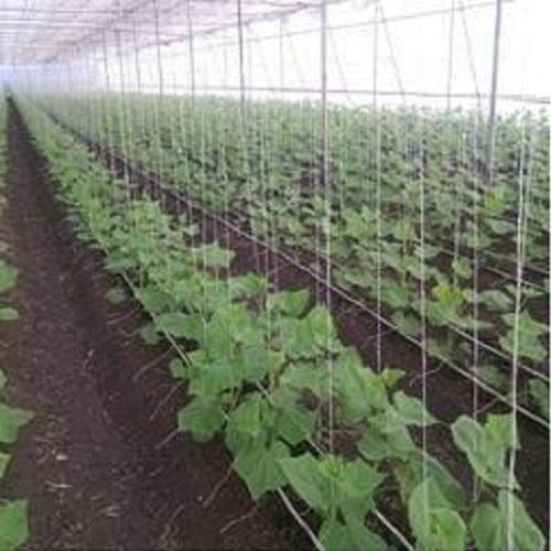 Trellising Supporting Twine Poly house Dhaga Plant Support Rope