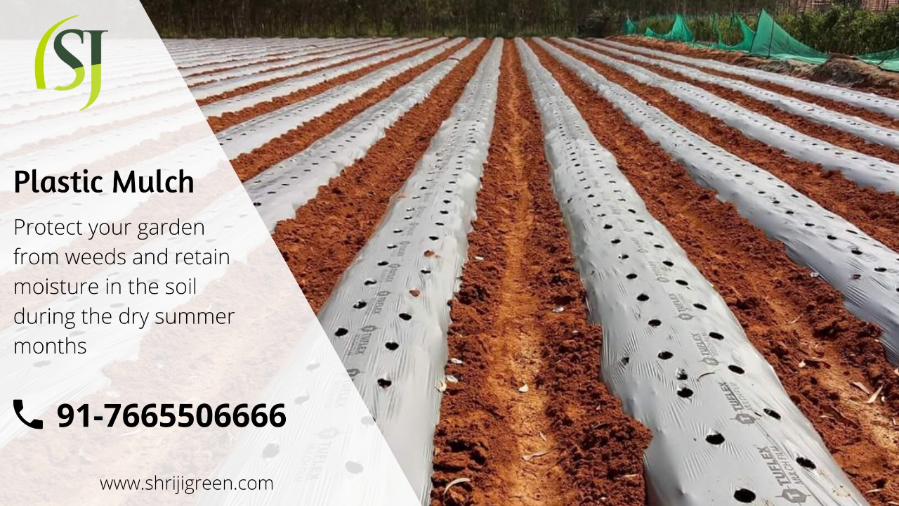 Plastic Mulch | Agriculture Mulch film Suppliers | Get at the best price