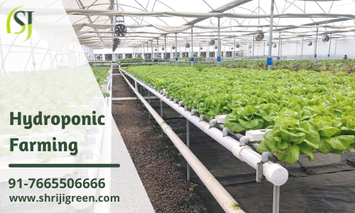 A Beginner's Guide to Hydroponic Farming