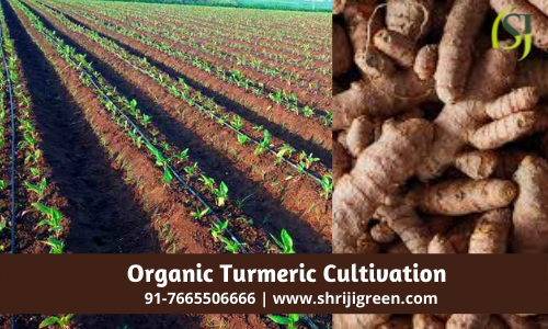 Organic Turmeric Cultivation