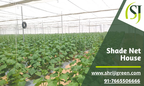 Agro Shade Net House cost per acre